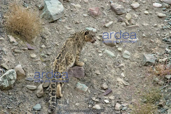 : Snow Leopard - in wild : Snow Leopard - in wild