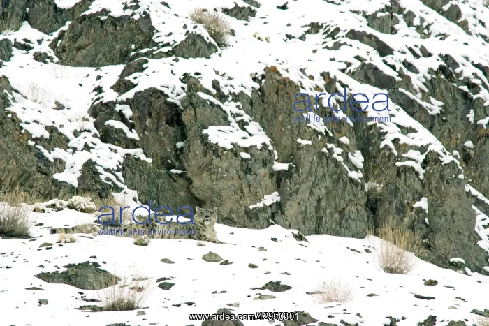  : Snow Leopard - in wild