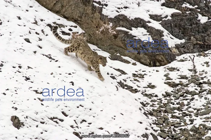 : Snow Leopard - in wild : Snow Leopard - in wild