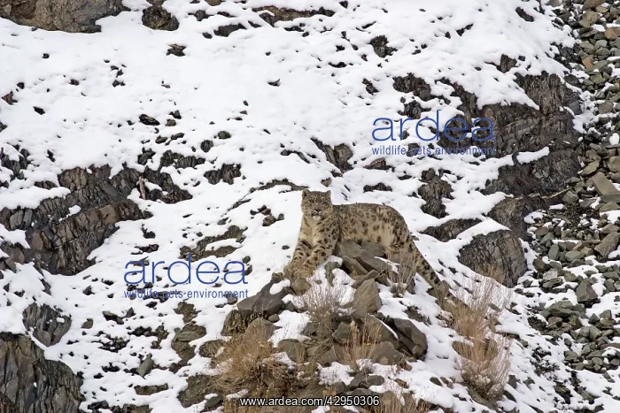 : Snow Leopard - in wild : Snow Leopard - in wild