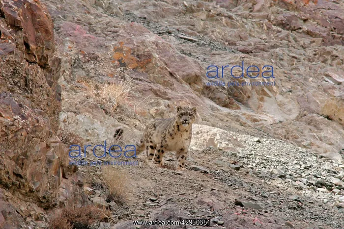 : Snow Leopard - in wild : Snow Leopard - in wild
