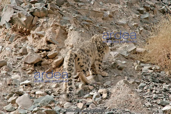 : Snow Leopard - in wild : Snow Leopard - in wild