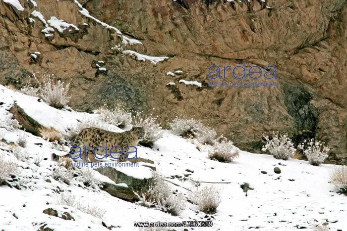 : Snow Leopard - in wild : Snow Leopard - in wild