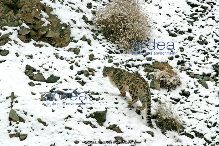 : Snow Leopard - in wild : Snow Leopard - in wild