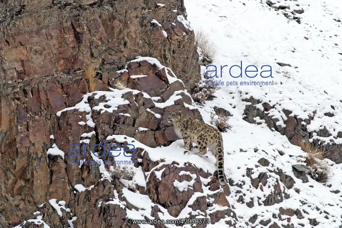 : Snow Leopard - in wild : Snow Leopard - in wild