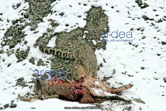 : Snow Leopard - in wild - feeding on male Bharal : Snow Leopard - in wild - feeding on male Bharal