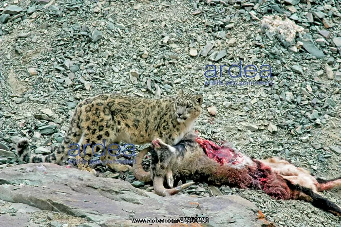 : Snow Leopard - in wild - on male Bharal (Pseudois : Snow Leopard - in wild - on male Bharal (Pseudois
