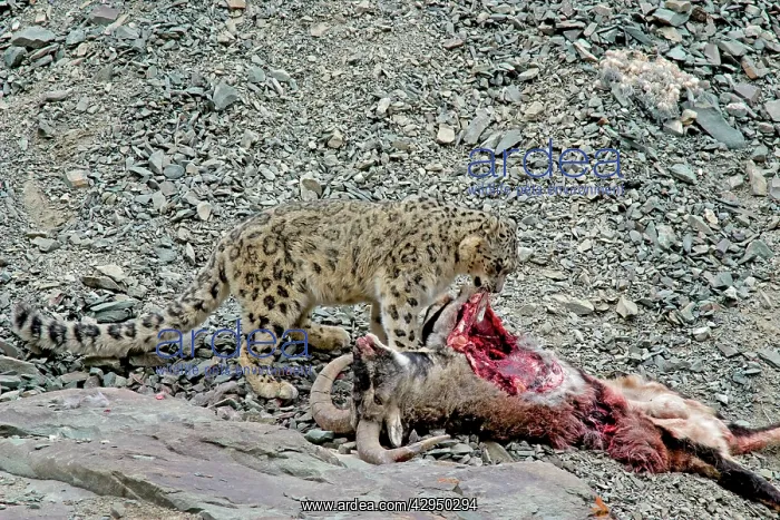 : Snow Leopard - in wild - on male Bharal (Pseudois : Snow Leopard - in wild - on male Bharal (Pseudois