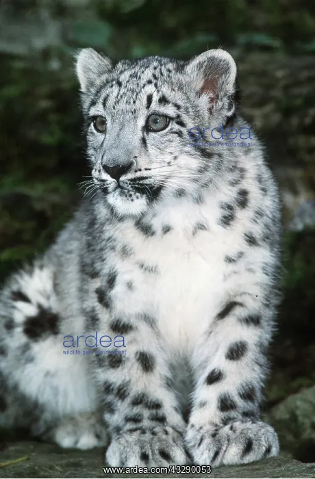 : SNOW LEOPARD - young : SNOW LEOPARD - young