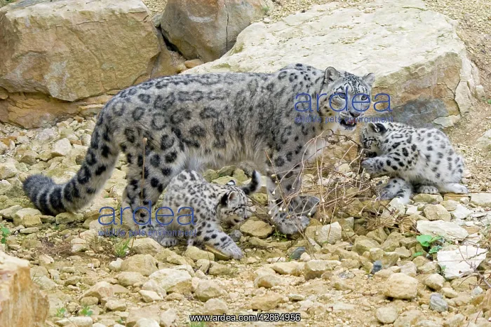 : Snow Leopards - female with cubs : Snow Leopards - female with cubs