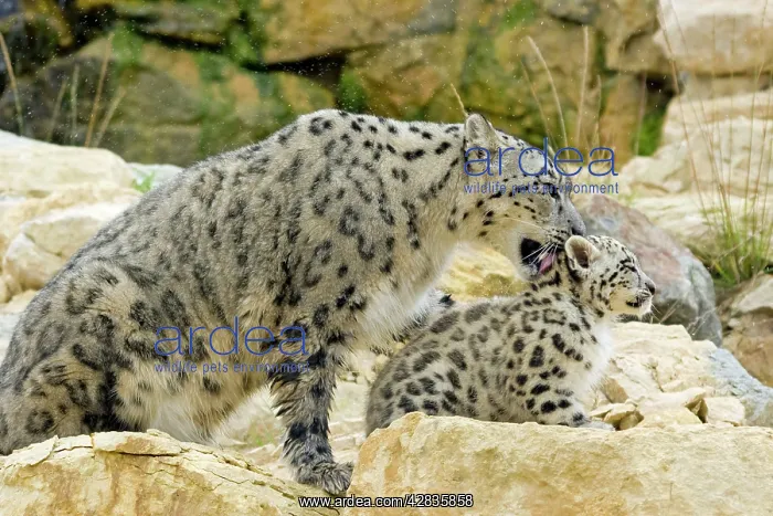 : Snow Leopards - female washing cub : Snow Leopards - female washing cub
