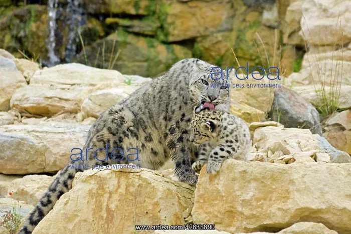  : Snow Leopards - female washing cub
