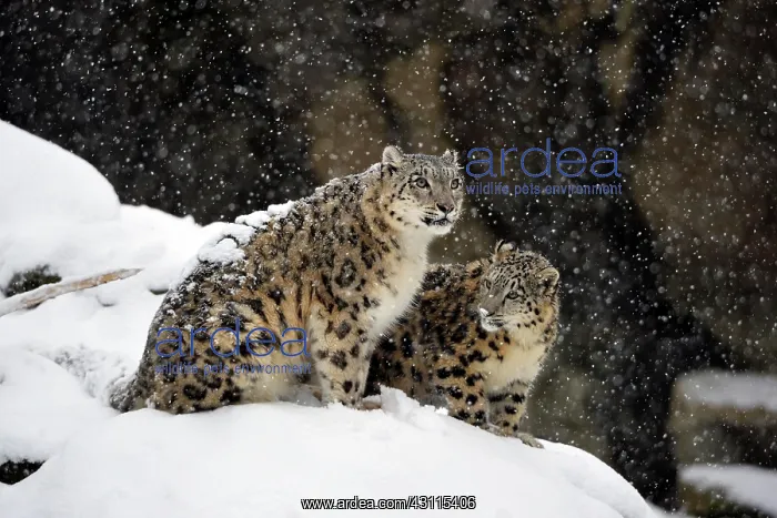 : Snow leopards (Panthera uncia), captive, mother : Snow leopards (Panthera uncia), captive, mother