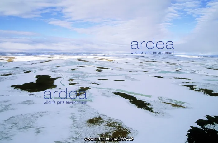 : Snow melts in arctic tundra spring. Aerial view : Snow melts in arctic tundra spring. Aerial view