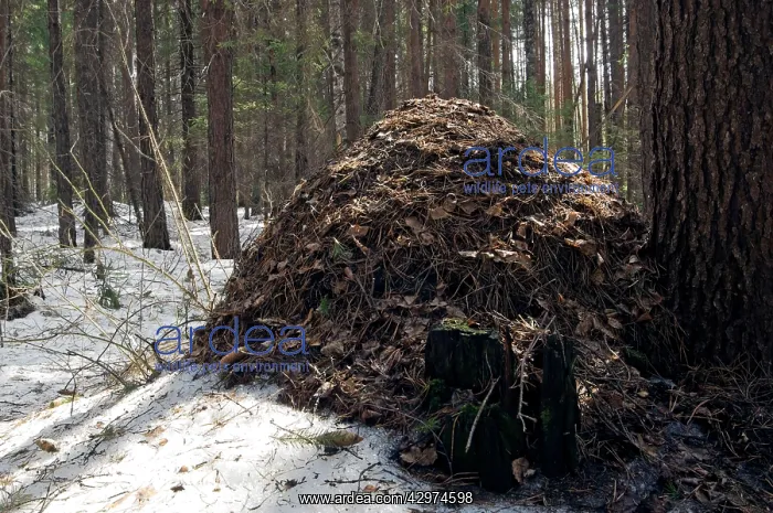  : Snow melts early on an anthill - large anthill