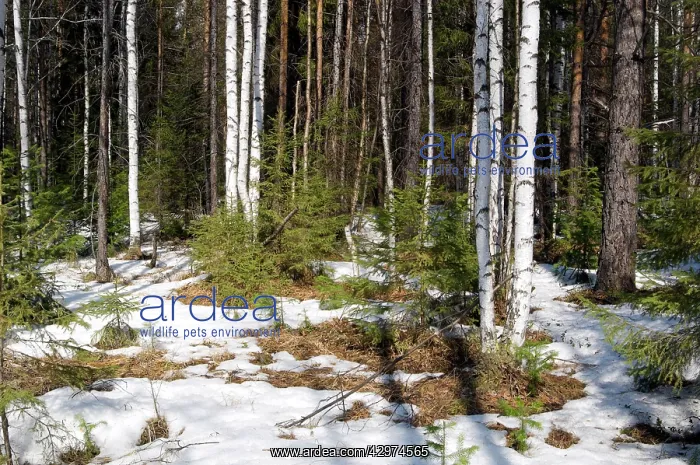  : Snow melts in mixed taiga forest