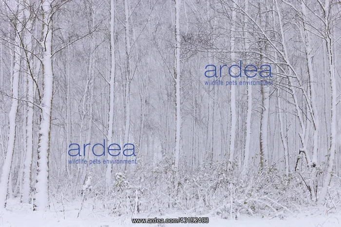 : Snow in mixed forest, The Netherlands, Noord-Brabant : Snow in mixed forest, The Netherlands, Noord-Brabant