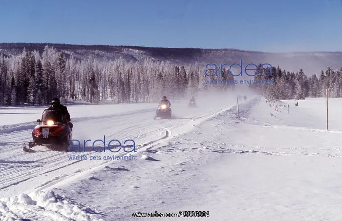 : SNOW MOBILES - Crossing Yellowstone National Park : SNOW MOBILES - Crossing Yellowstone National Park
