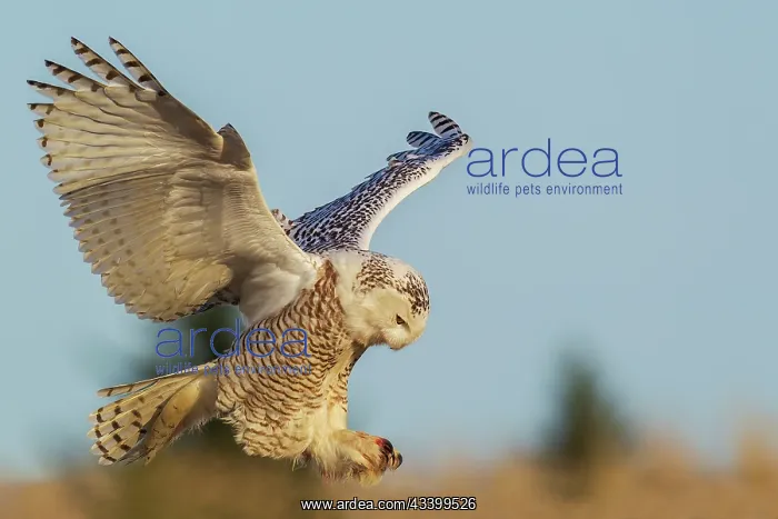 : Snow owl alighting, Western Washington State, USA : Snow owl alighting, Western Washington State, USA