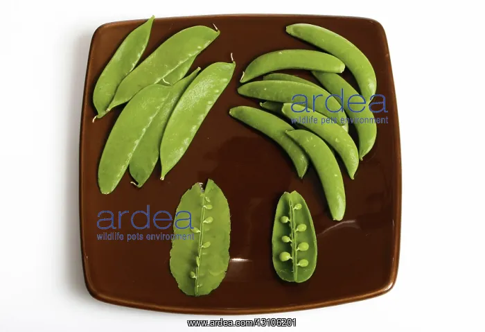 : Peas. Snow pea and field pea pods shown whole and split to reveal the peas inside : Peas. Snow pea and field pea pods shown whole and split to reveal the peas inside
