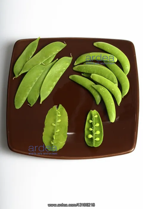: Peas. Snow pea and field pea pods shown whole and split to reveal the peas inside : Peas. Snow pea and field pea pods shown whole and split to reveal the peas inside