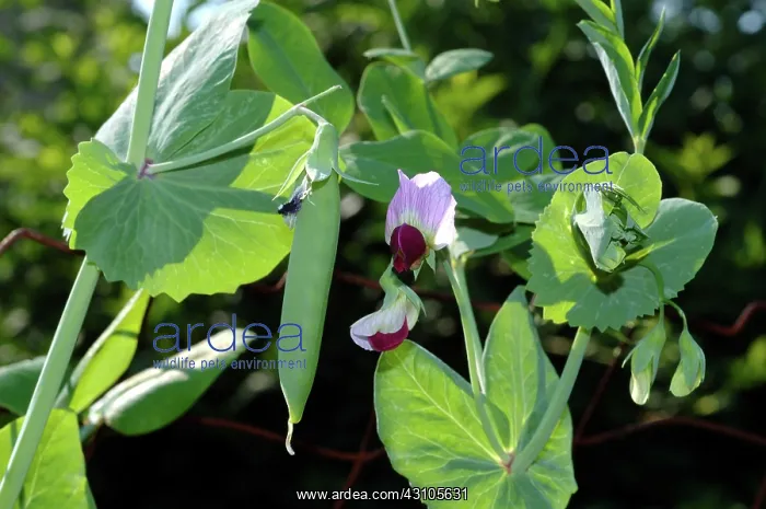: Snow Pea Pod and Flower : Snow Pea Pod and Flower