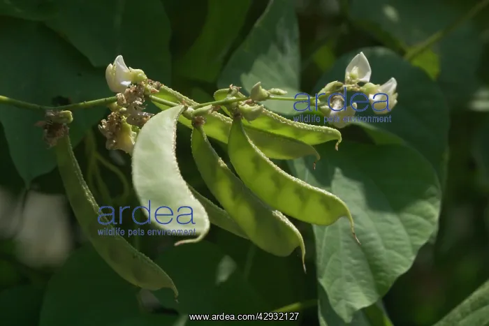 : Snow Pea - The pod and seeds are all eaten as the : Snow Pea - The pod and seeds are all eaten as the