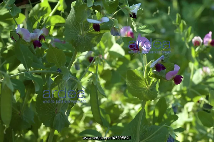 : Snow Pea Pods and Flowers : Snow Pea Pods and Flowers