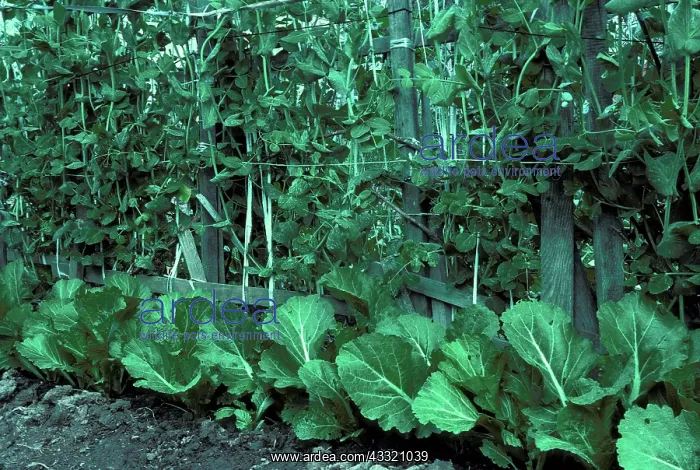 : Snow Peas and Bok choy : Snow Peas and Bok choy