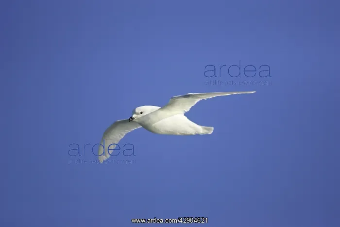 : Snow Petrel : Snow Petrel