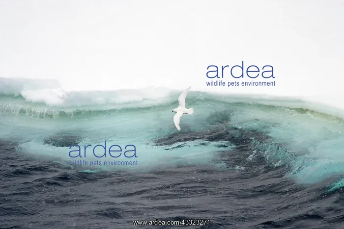 : Snow Petrel : Snow Petrel