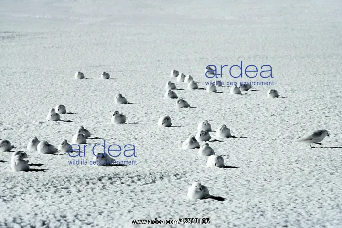 : Snow Petrel - Antarctica : Snow Petrel - Antarctica