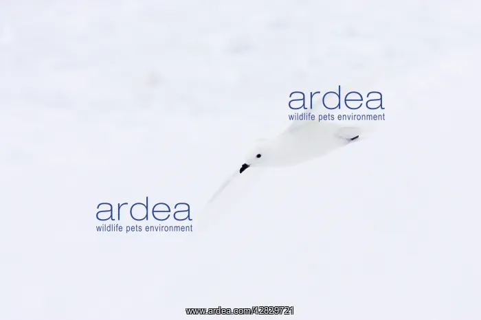 : Snow Petrel - in flight : Snow Petrel - in flight