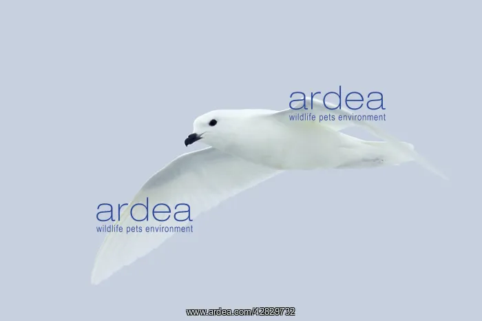 : Snow Petrel - in flight : Snow Petrel - in flight