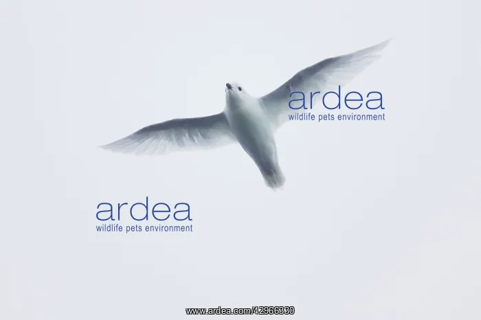 : Snow Petrel - in flight : Snow Petrel - in flight