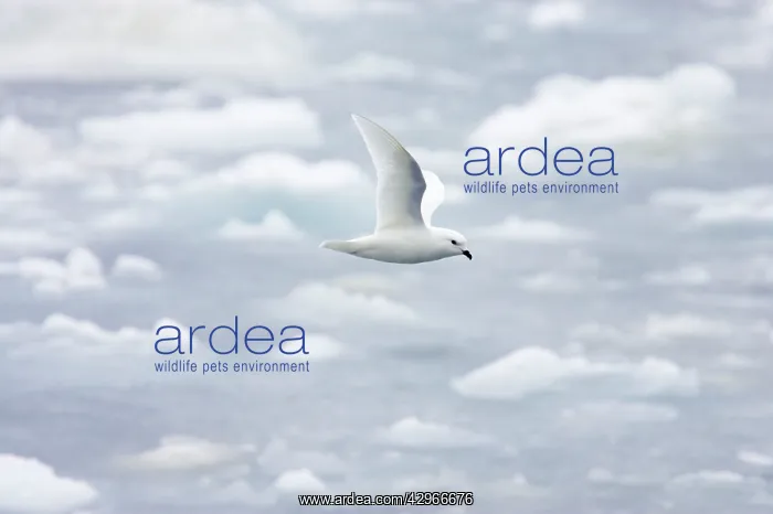 : Snow Petrel - in flight over pack ice : Snow Petrel - in flight over pack ice