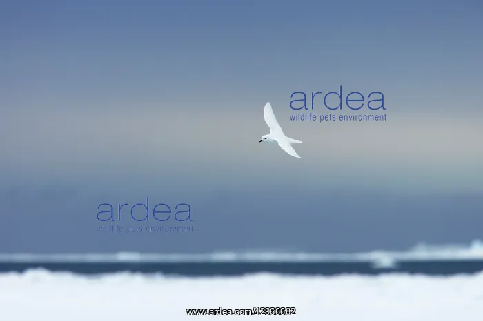 : Snow Petrel - in flight over pack ice : Snow Petrel - in flight over pack ice