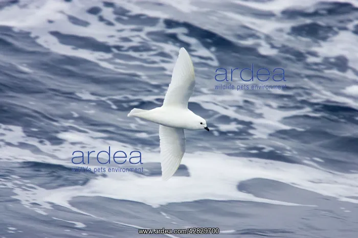 : Snow Petrel - in flight over sea : Snow Petrel - in flight over sea