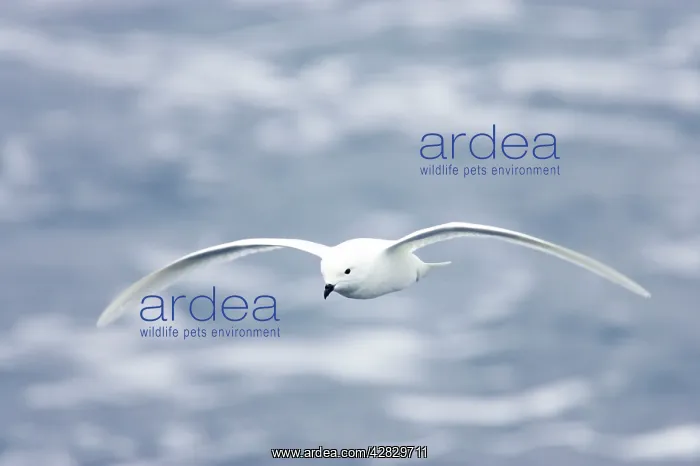 : Snow Petrel - in flight over sea : Snow Petrel - in flight over sea