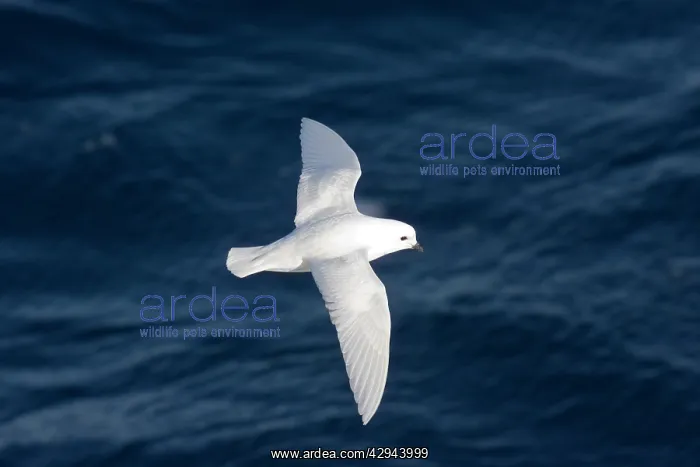 : Snow Petrel - Flying over sea : Snow Petrel - Flying over sea