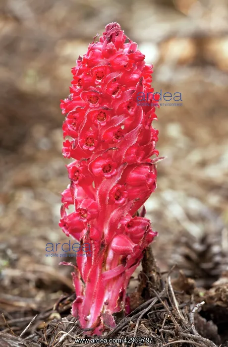 : Snow plant or Snow flower - parasitic on fungi : Snow plant or Snow flower - parasitic on fungi