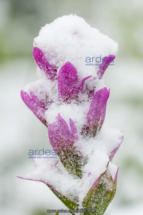 : Snow plastered Indian Paintbrush (Castilleja sp.) : Snow plastered Indian Paintbrush (Castilleja sp.)