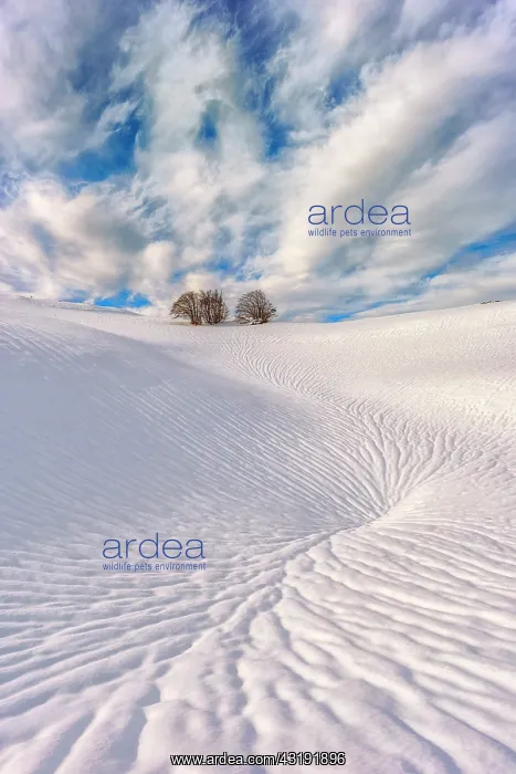 : Snow ravine around a sinkhole, Plateau d'Font d'Urle : Snow ravine around a sinkhole, Plateau d'Font d'Urle