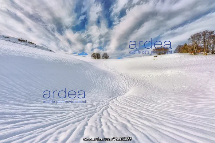 : Snow ravine around a sinkhole, Plateau d'Font d'Urle : Snow ravine around a sinkhole, Plateau d'Font d'Urle
