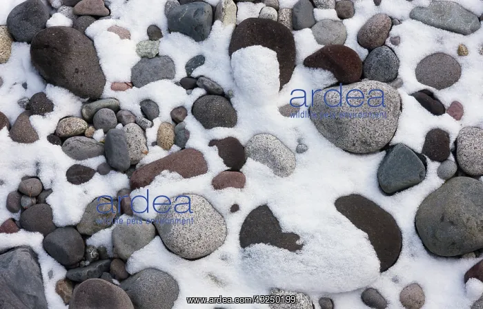 : Snow and rocks, Mt. Rainier National Park : Snow and rocks, Mt. Rainier National Park