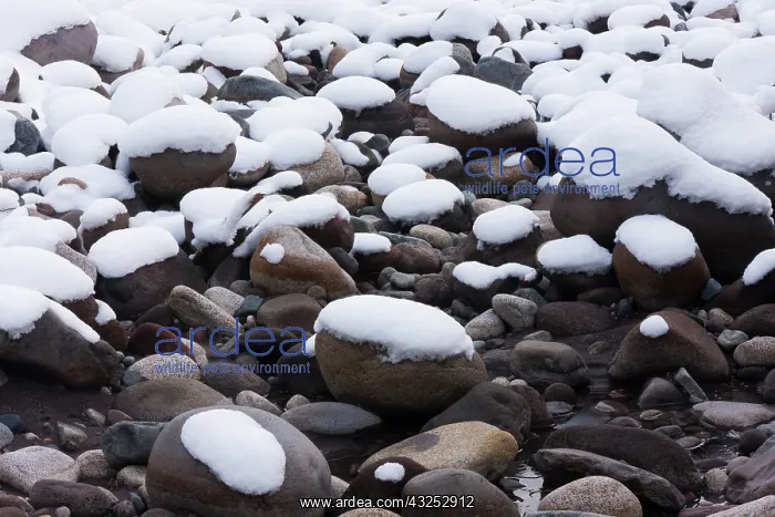 : Snow and rocks, Mt. Rainier National Park : Snow and rocks, Mt. Rainier National Park