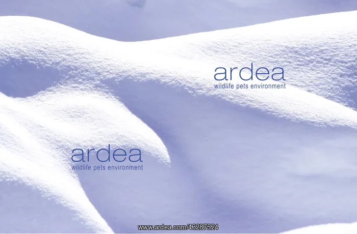 : SNOW - Shapes & Texture : SNOW - Shapes & Texture