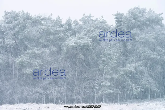 : Snow shower covering unidentified trees : Snow shower covering unidentified trees