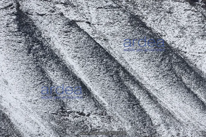 : Snow Structures at the mountains of Adventdalen : Snow Structures at the mountains of Adventdalen