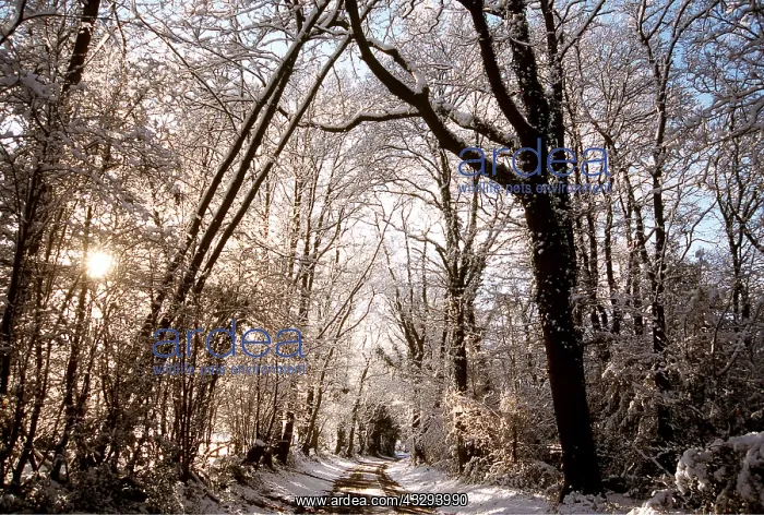 : SNOW & sunlight : SNOW & sunlight